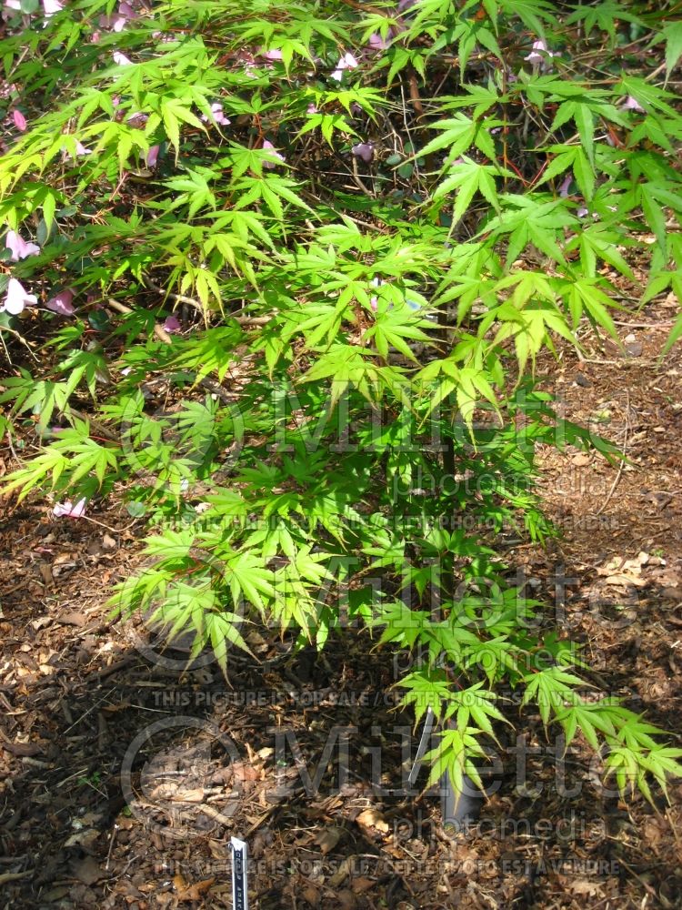 Acer Arakawa (Japanese Maple – érable japonais) 3