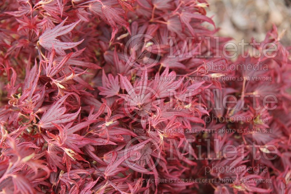 Acer Aratama (Japanese Maple – érable japonais) 3