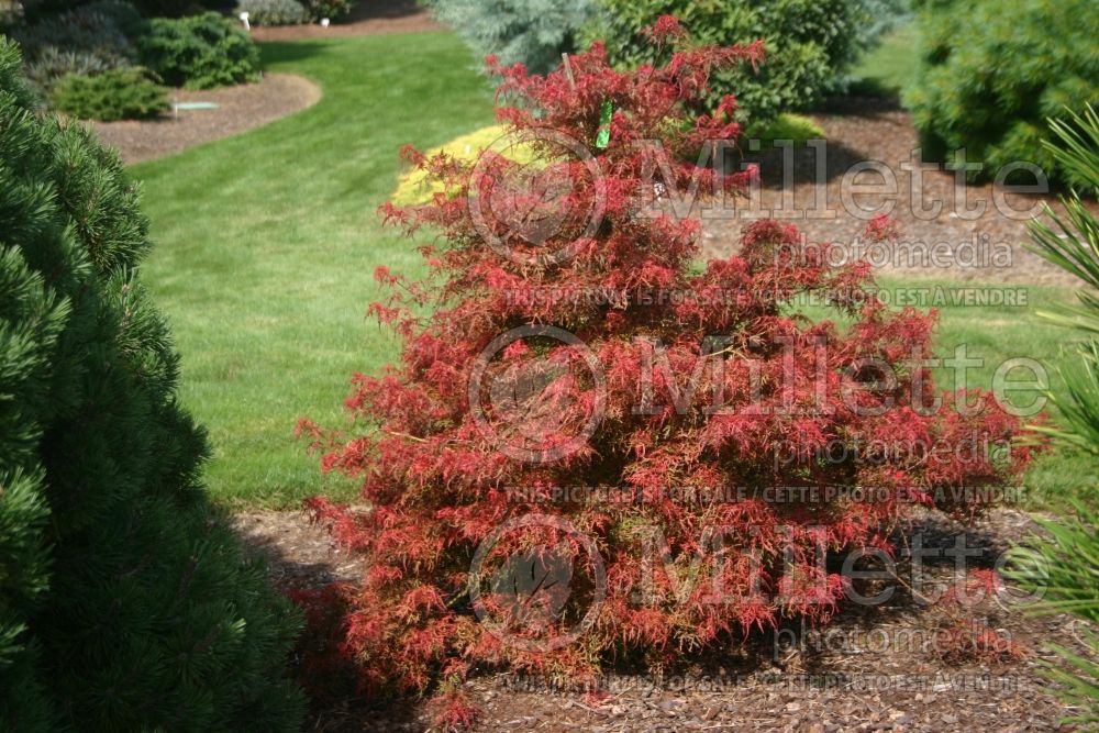 Acer Baby Lace (Japanese Maple) 1