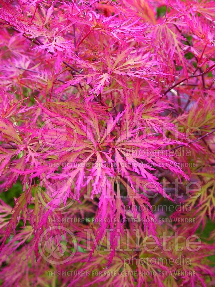 Acer Baldsmith (Japanese Maple) 2