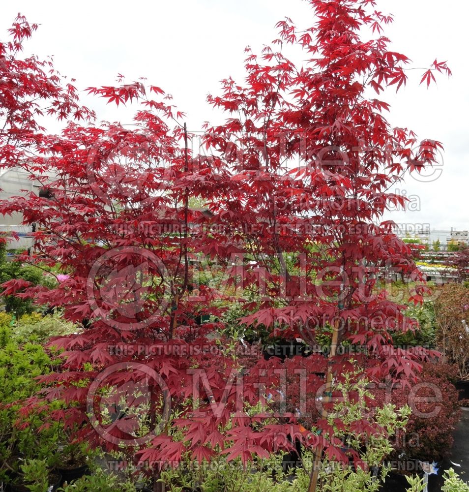 Acer Bloodgood  (Japanese Maple) 6