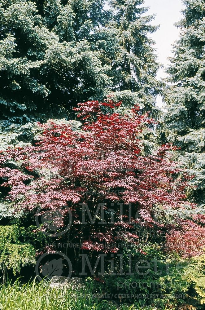 Acer Bloodgood  (Japanese Maple) 3