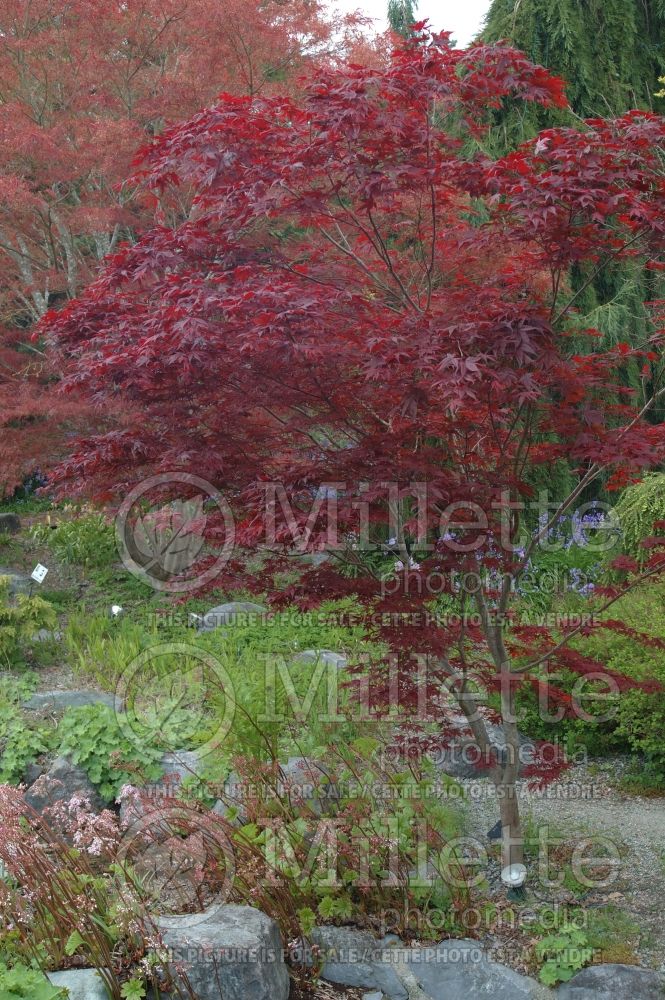 Acer Bloodgood  (Japanese Maple) 2