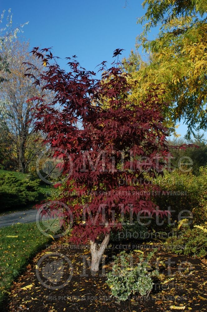 Acer Bloodgood  (Japanese Maple) 7