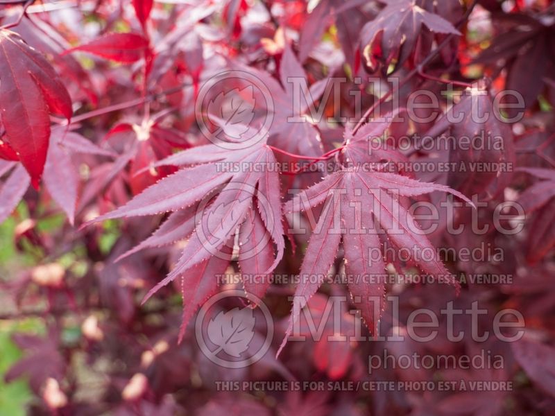 Acer Bloodgood  (Japanese Maple) 4