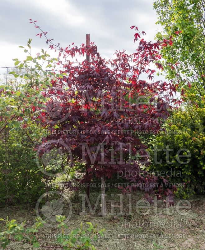 Acer Bloodgood  (Japanese Maple) 5