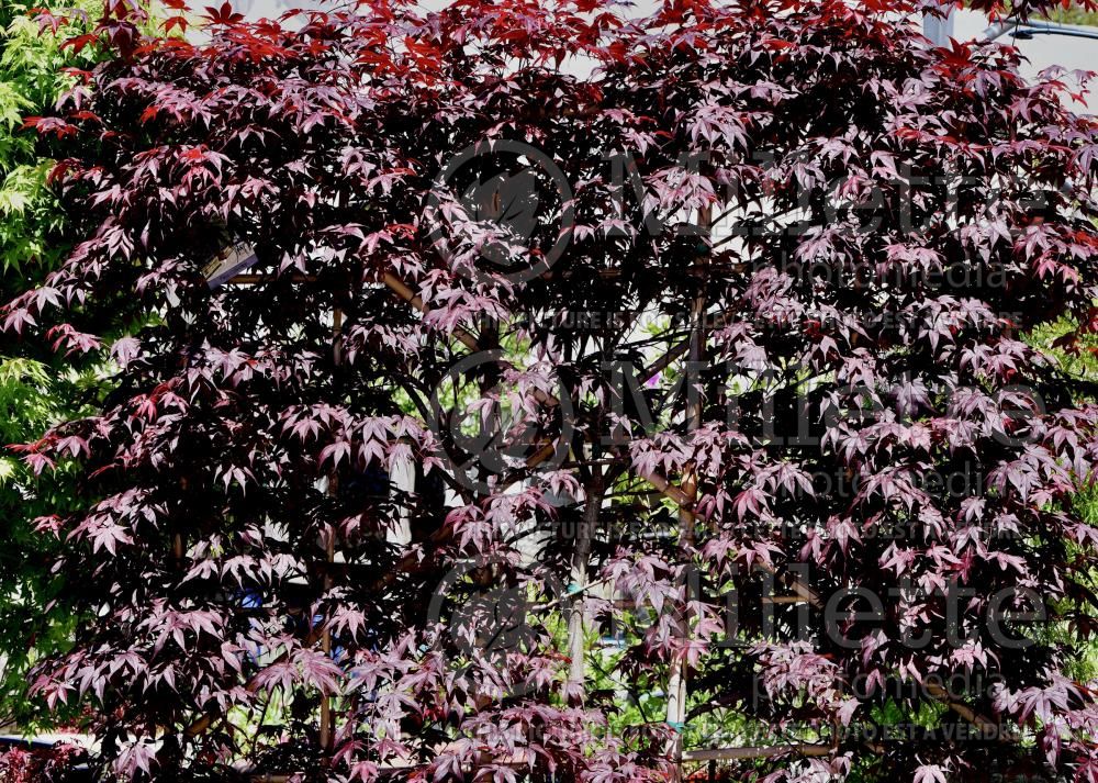 Acer Bloodgood  (Japanese Maple) 17