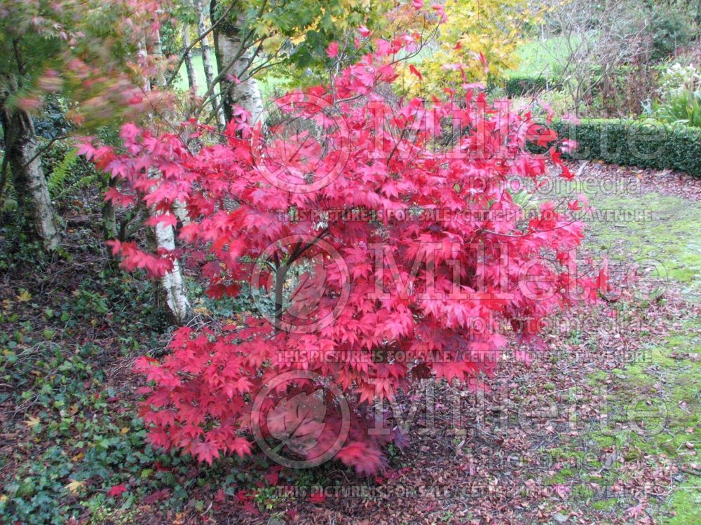 Acer Bloodgood  (Japanese Maple) 8