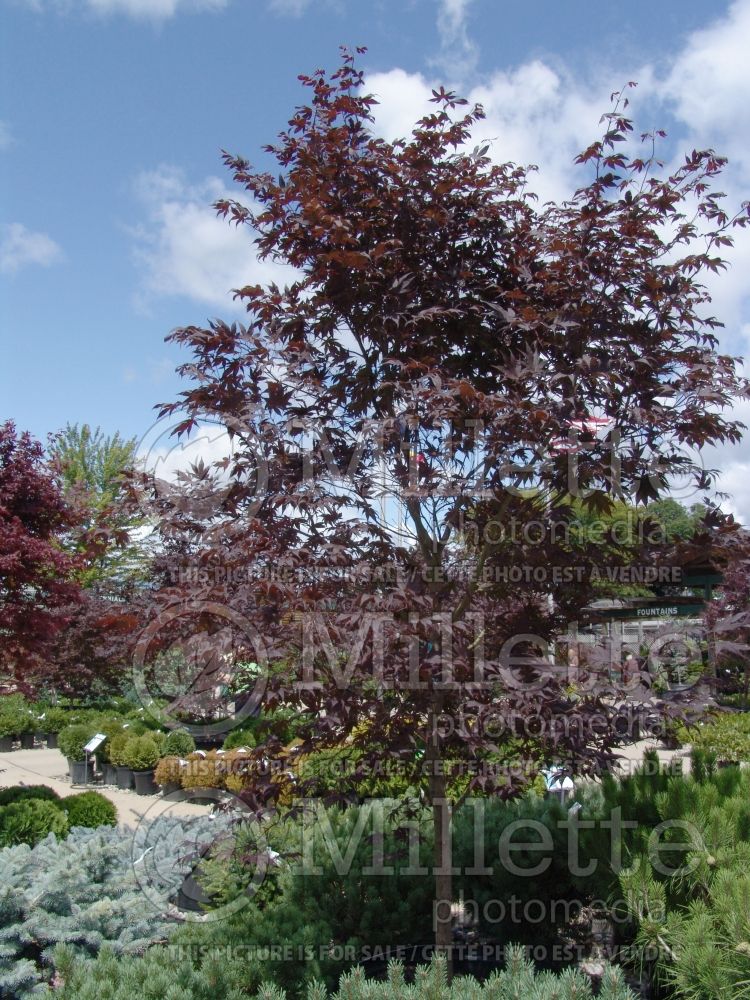 Acer Bloodgood  (Japanese Maple) 9