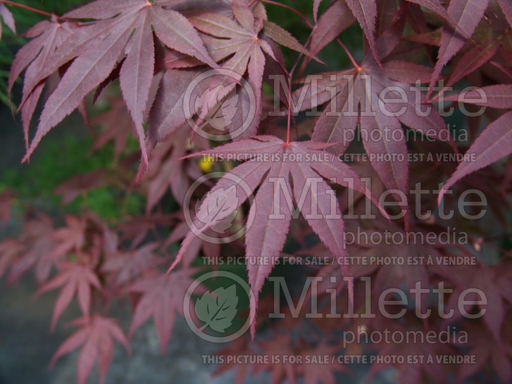 Acer Bloodgood  (Japanese Maple) 1