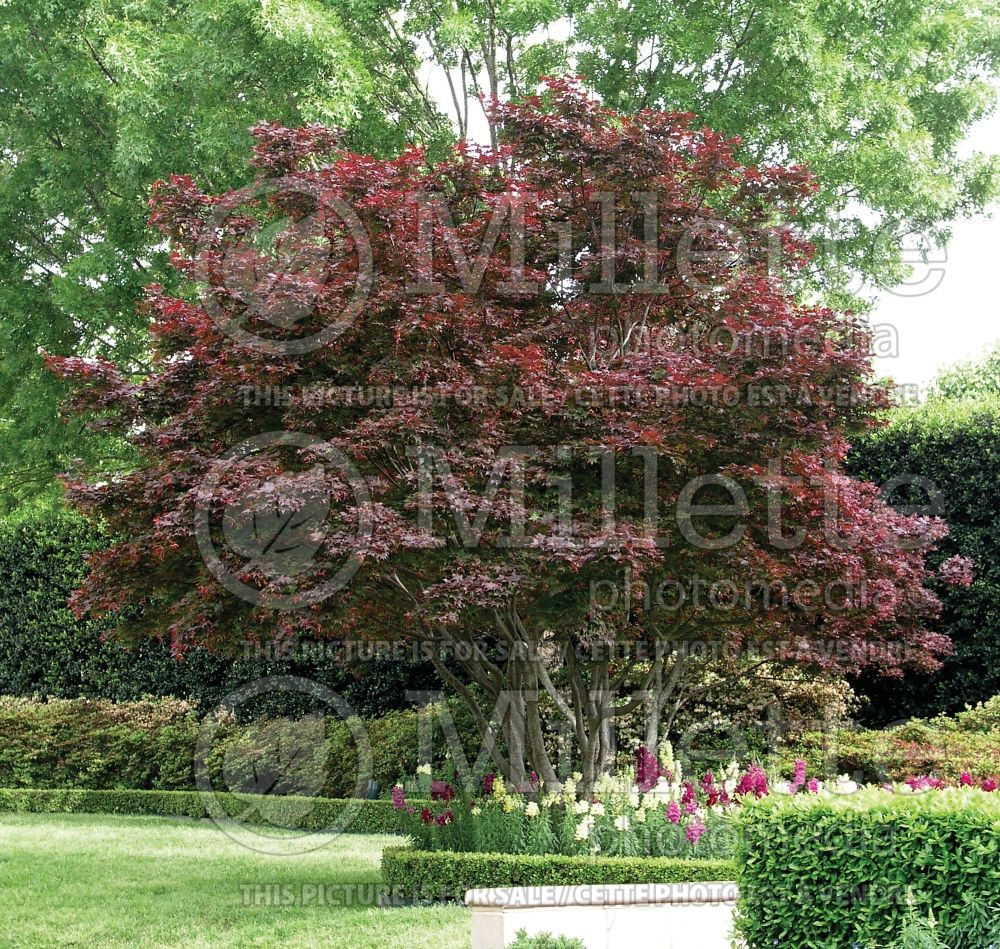 Acer Bloodgood  (Japanese Maple) 10