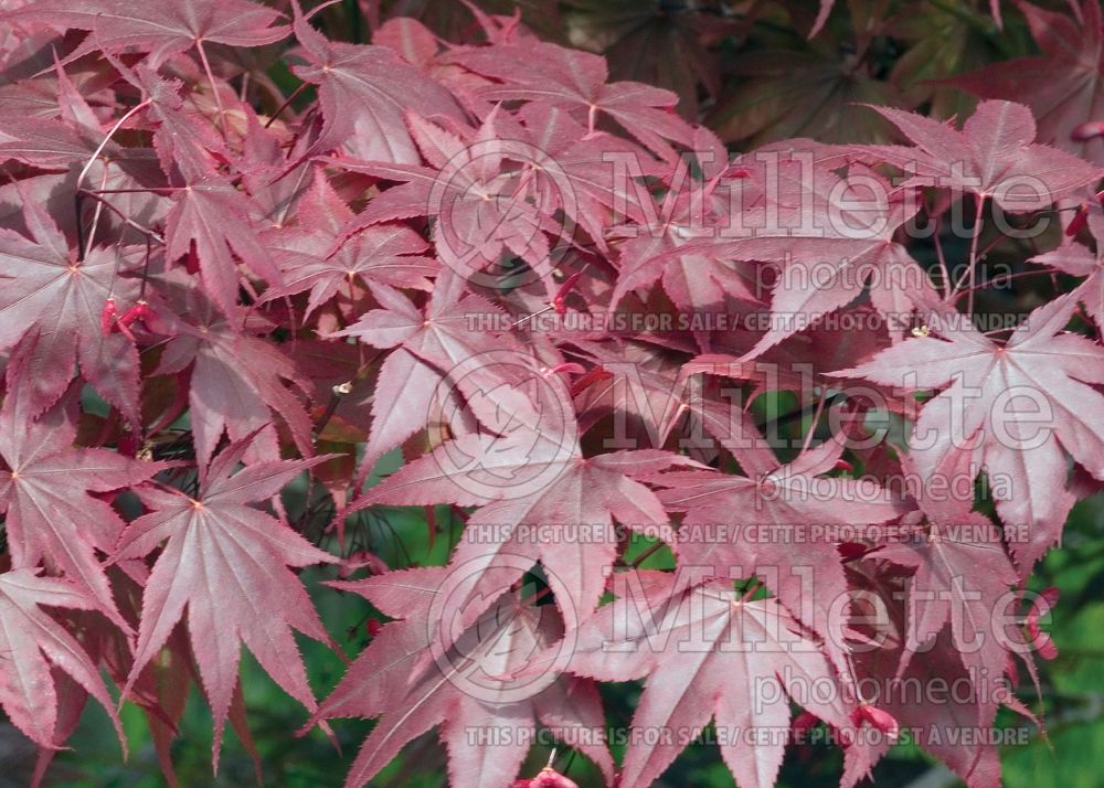 Acer Bloodgood  (Japanese Maple) 12