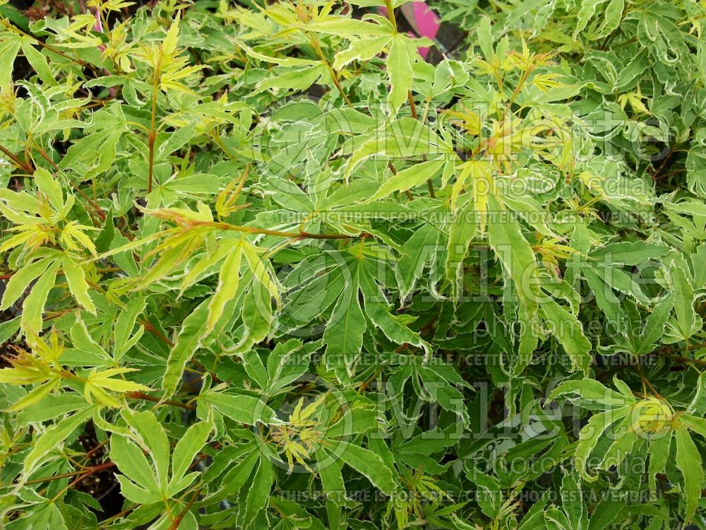 Acer Butterfly (Japanese Maple) 1