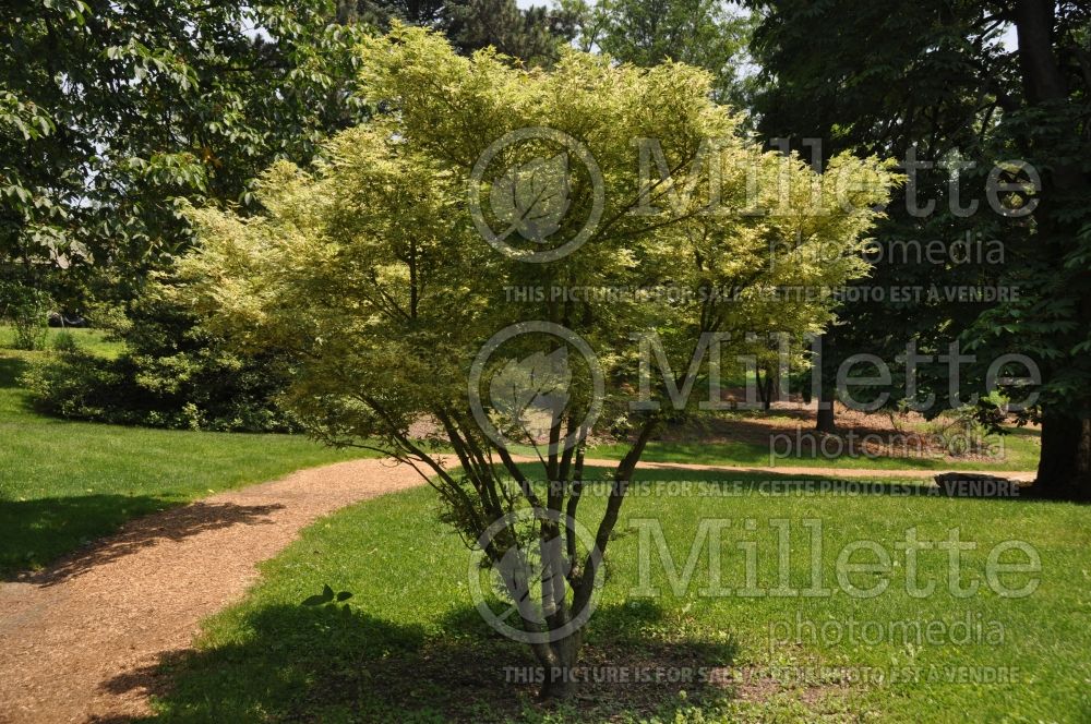 Acer Butterfly (Japanese Maple) 3