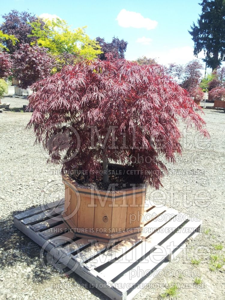 Acer Crimson Queen (Paperbark Maple) 8