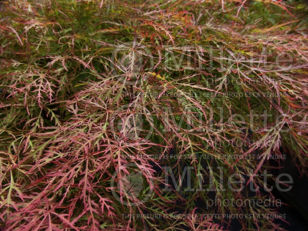 Acer Baldsmith (Japanese Maple) 1