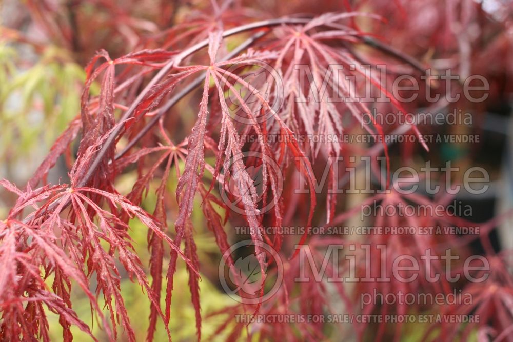 Acer Crimson Queen (Paperbark Maple) 6