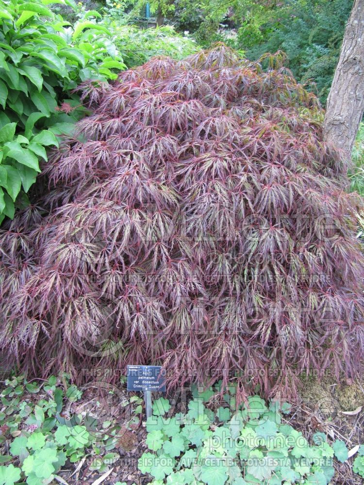 Acer Crimson Queen (Paperbark Maple) 7