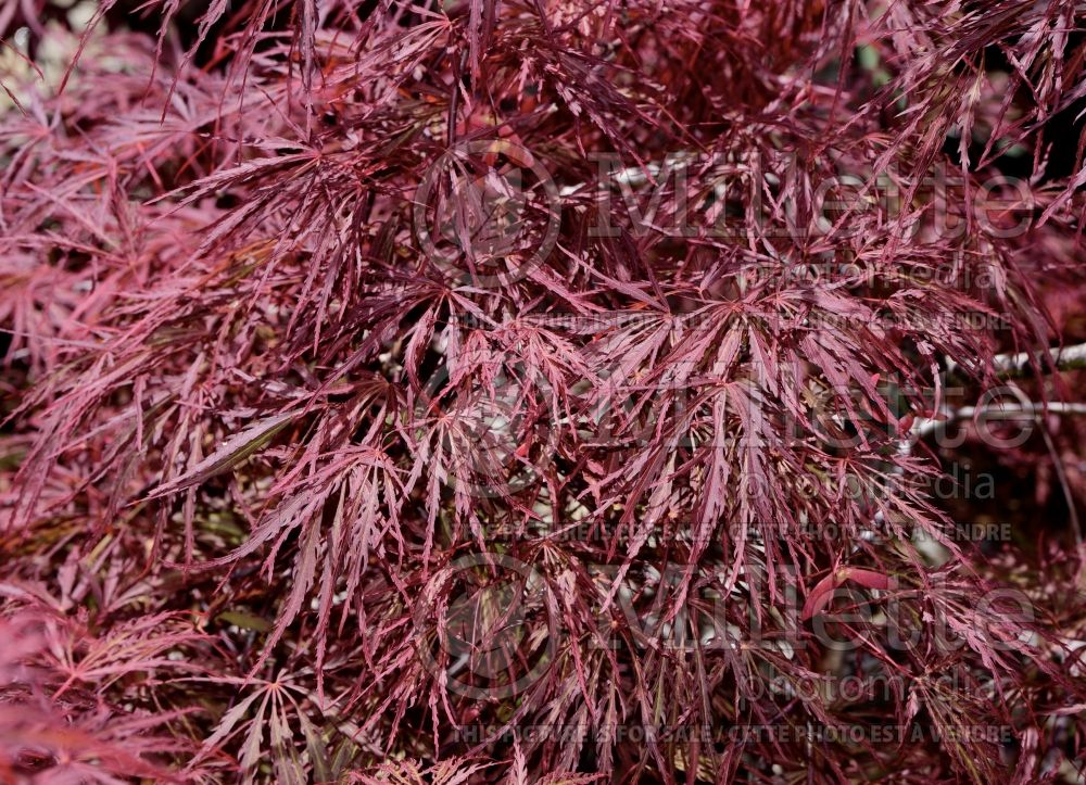 Acer Crimson Queen (Paperbark Maple) 9