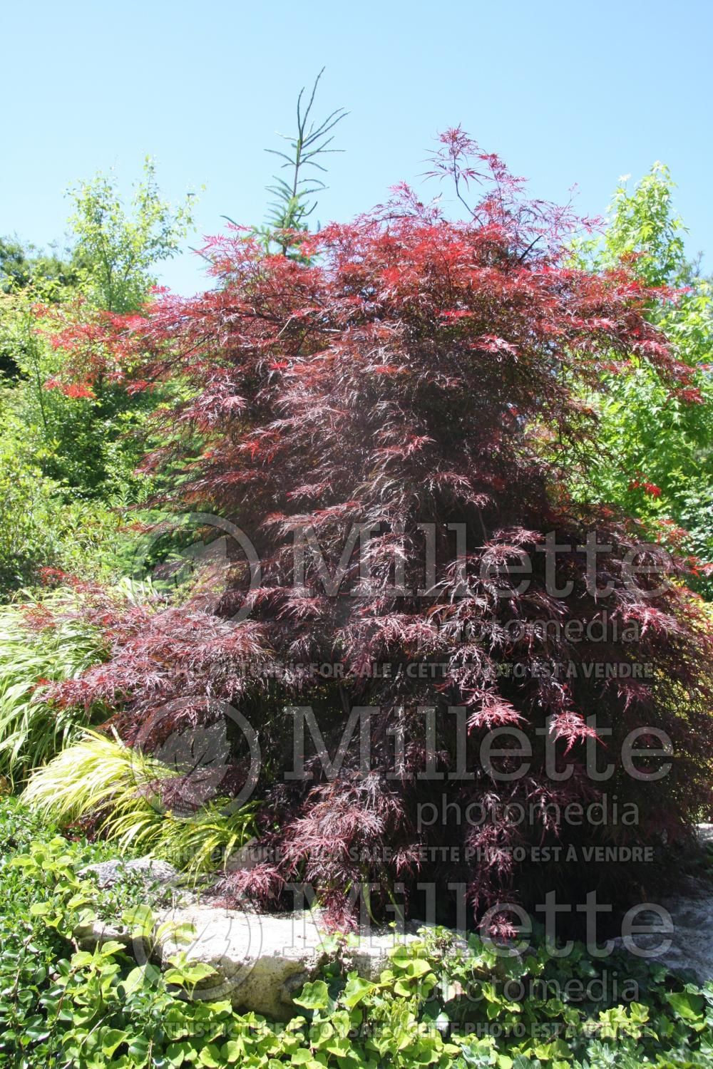 Acer Garnet (Japanese Maple) 1