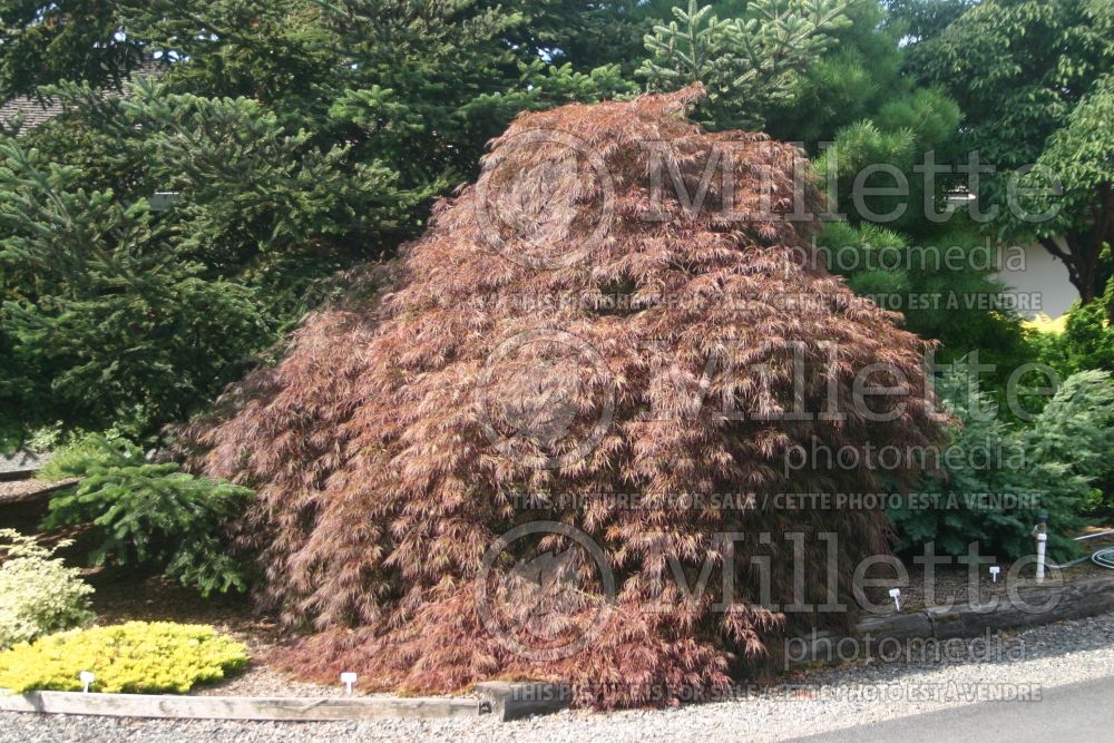 Acer Inaba-Shidare (Japanese Maple)  2