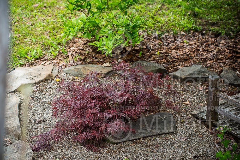 Acer Red Dragon (Paperbark Maple - Erable japonais) 2