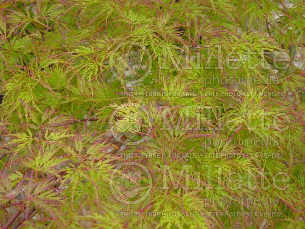 Acer Seiryu (Japanese Maple) 9