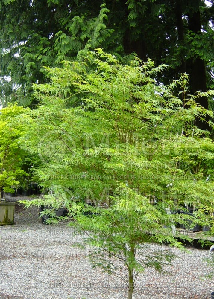 Acer Seiryu (Japanese Maple) 10