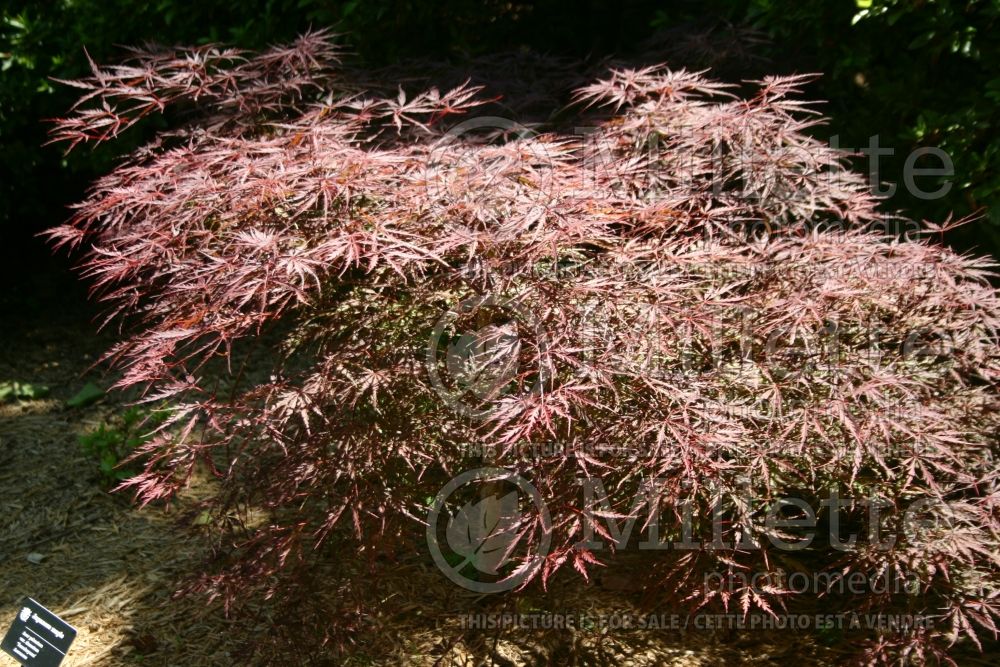 Acer Tamukeyama (Japanese Maple) 2