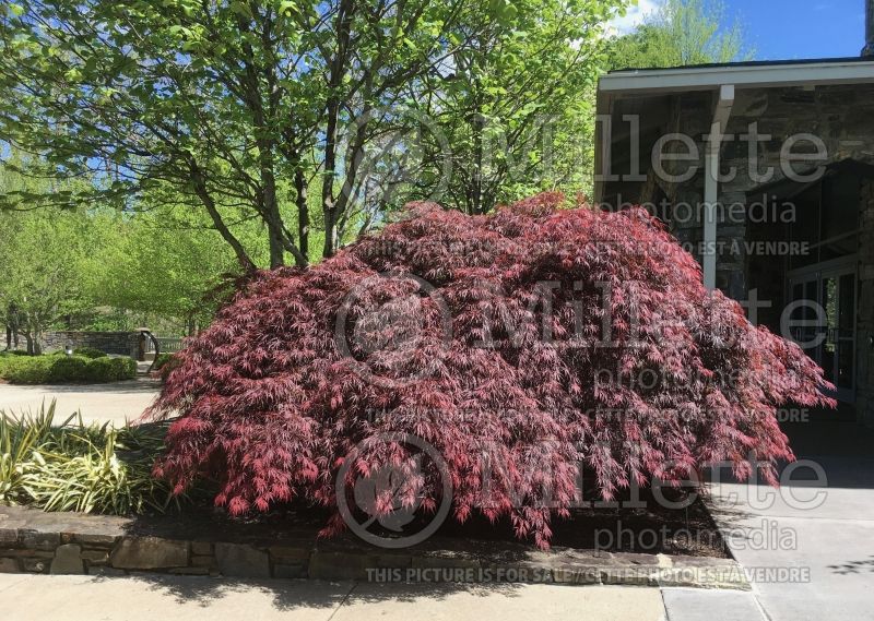 Acer Tamukeyama (Japanese Maple) 3