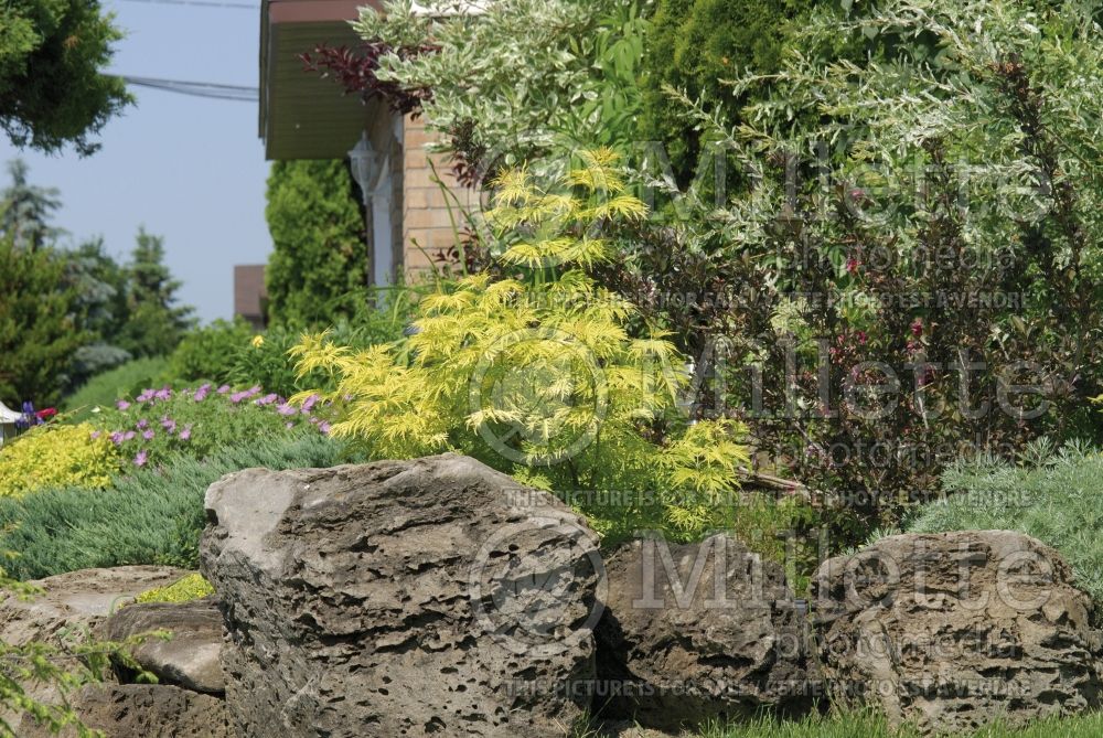 Japanese maple in a rock garden (Ambiance) 16 