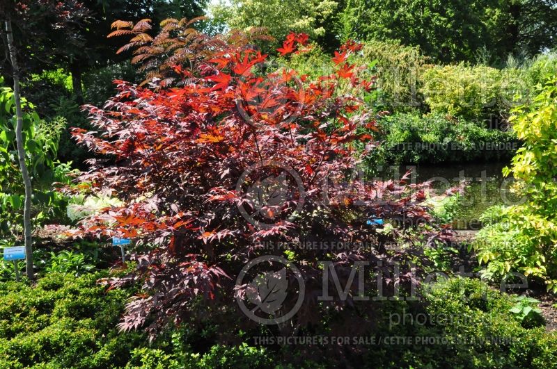 Acer Fireglow (Japanese Maple - Érable japonais) 2