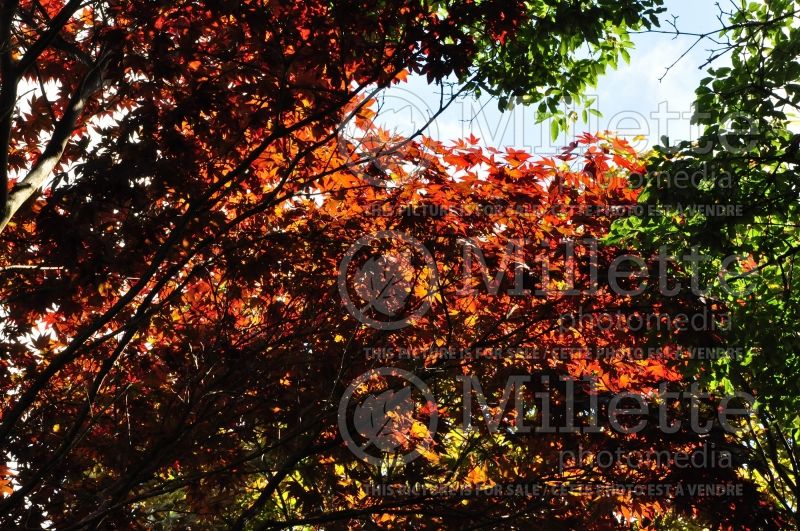 Acer Fireglow (Japanese Maple - Érable japonais) 1