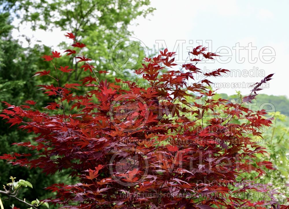 Acer Fireglow (Japanese Maple - Érable japonais) 6
