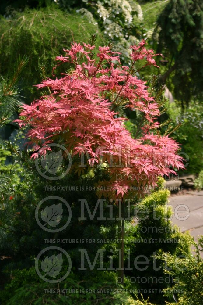 Acer Geisha (Japanese Maple – érable japonais) 1