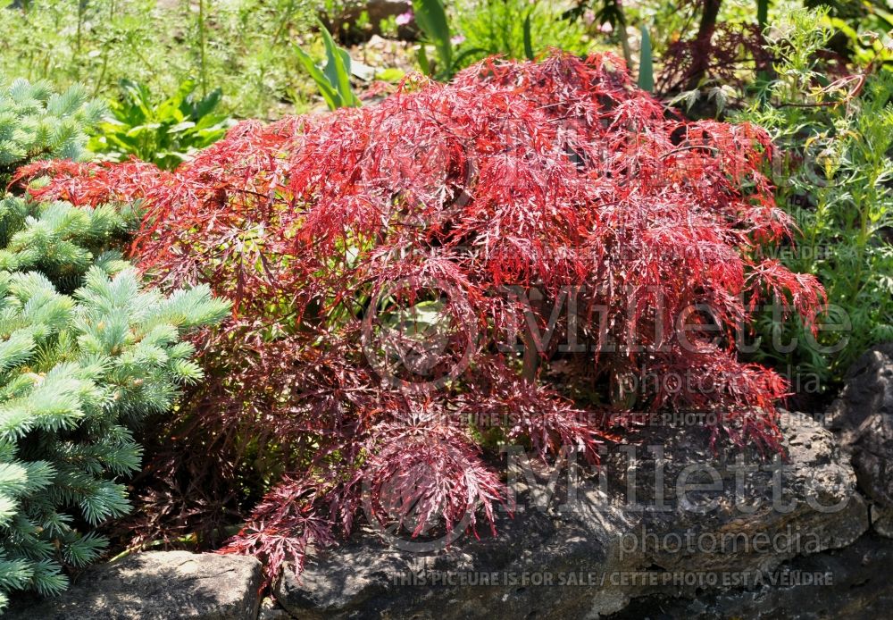 Acer Inaba-shidare (Japanese Maple) 1