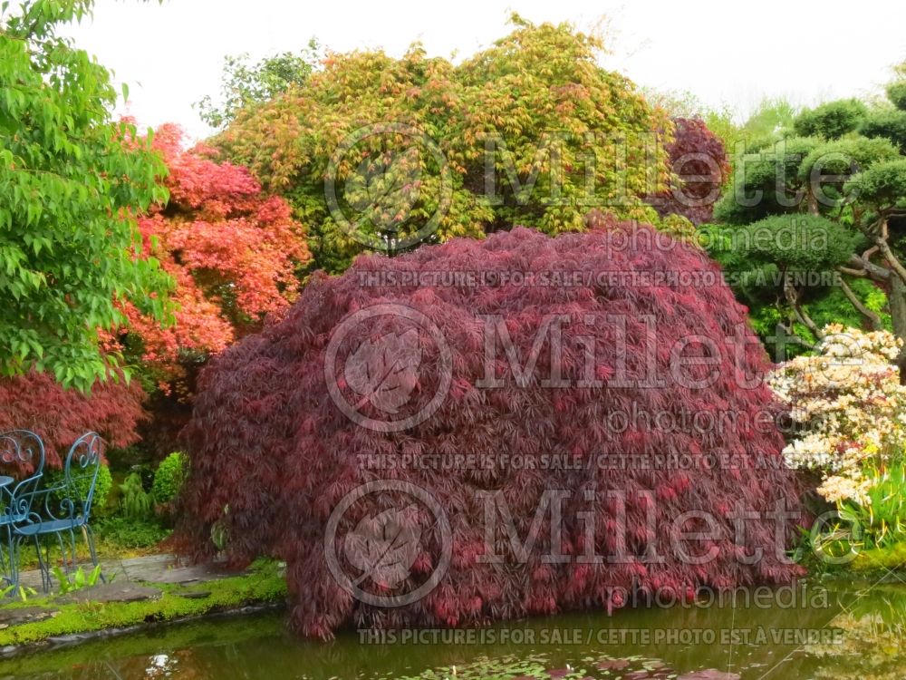 Acer Inaba-Shidare (Japanese Maple) 3 