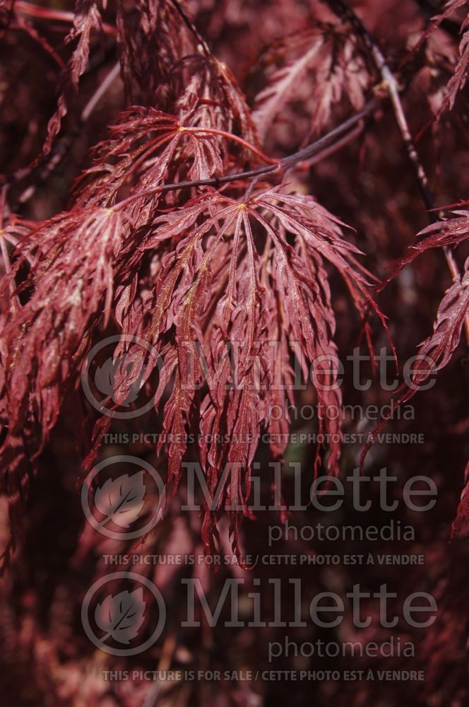 Acer Inaba-shidare (Japanese Maple) 4