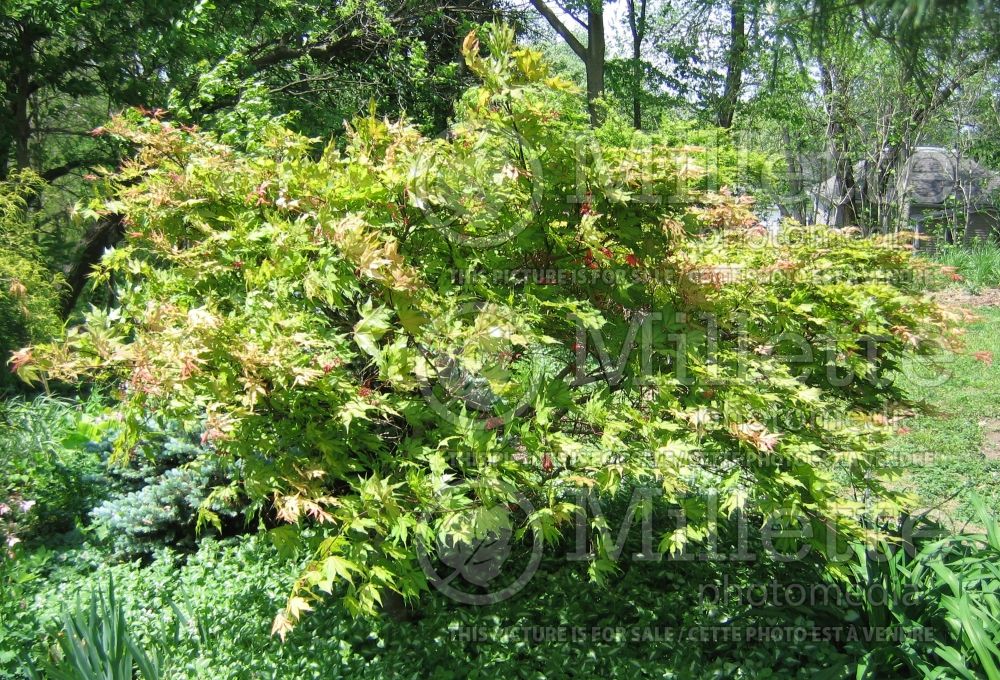 Acer palmatum (Japanese maple) 4
