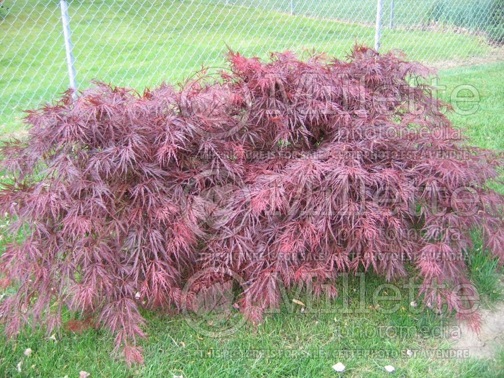 Acer palmatum (Japanese maple) 5
