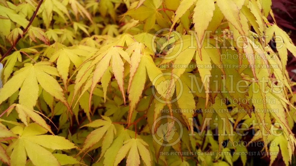 Acer Katsura (Japanese Maple – érable japonais) 2