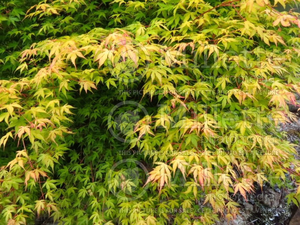 Acer Katsura (Japanese Maple – érable japonais) 5