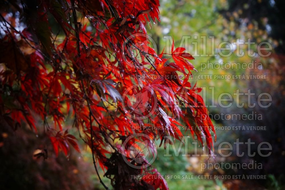 Acer Burgundy Lace (Japanese Maple) 2