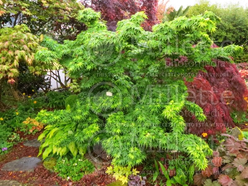 Acer Mikawa Yatsubusa (Japanese Maple)  2