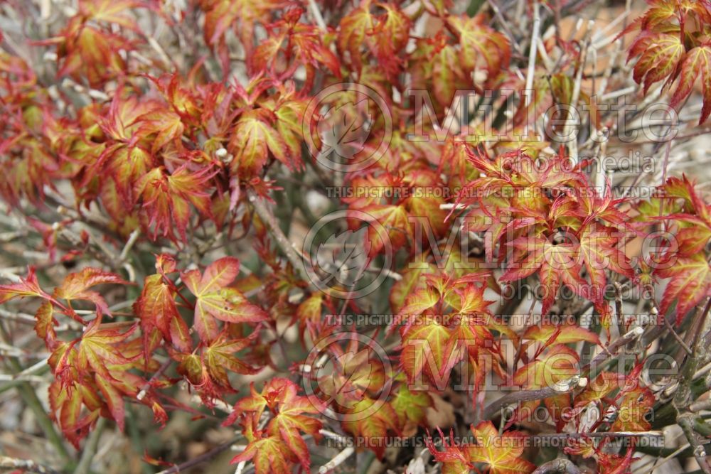 Acer Murasaki Kiyohime (Japanese Maple) 1 