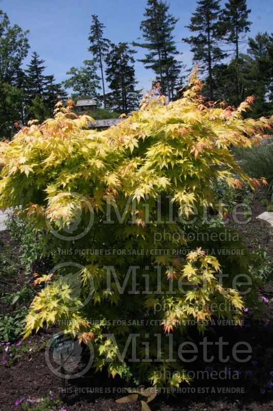 Acer Orange Dream (Japanese Maple - Érable japonais) 5