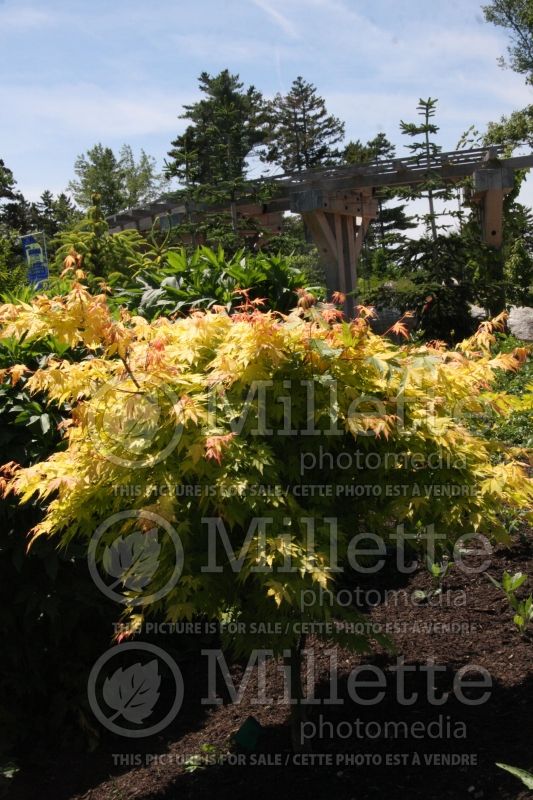 Acer Orange Dream (Japanese Maple - Érable japonais) 6