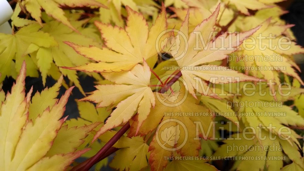 Acer Orange Dream (Japanese Maple - Érable japonais) 8