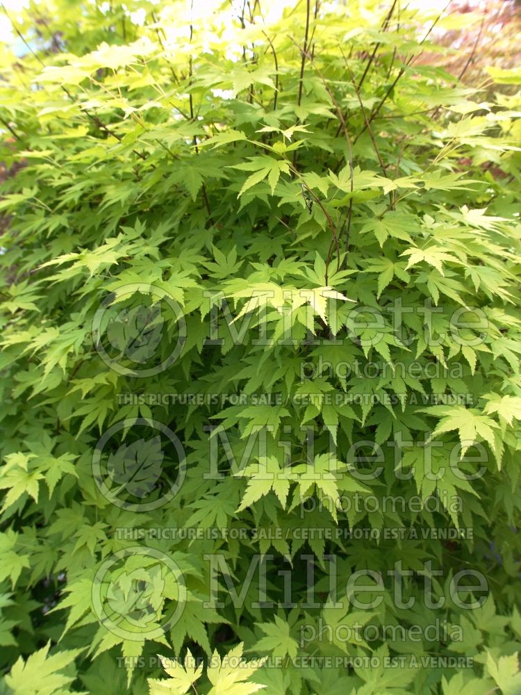 Acer Orange Dream (Japanese Maple - Érable japonais) 1