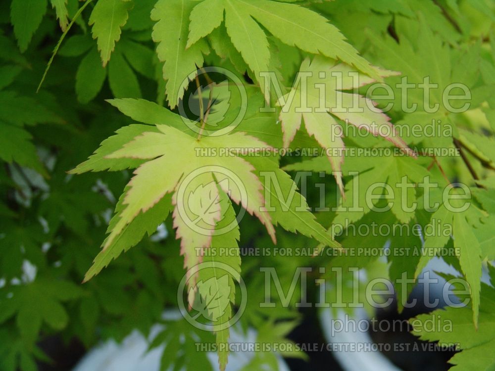 Acer Orange Dream (Japanese Maple - Érable japonais) 2